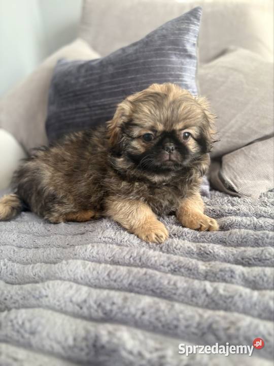 Suczka pekińczyk mazowieckie