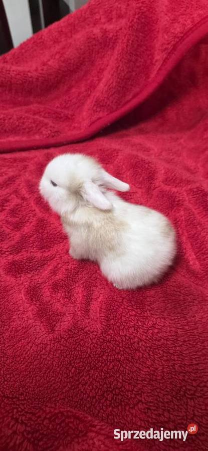 Króliczki Mini Lop Miejska Górka