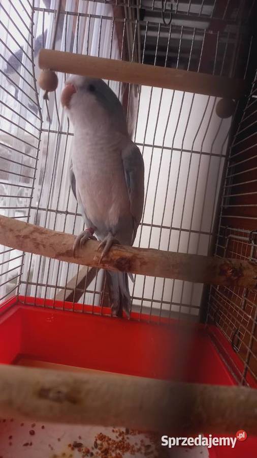 Mnicha Nizinna samiczka podkarpackie Krościenko Wyżne