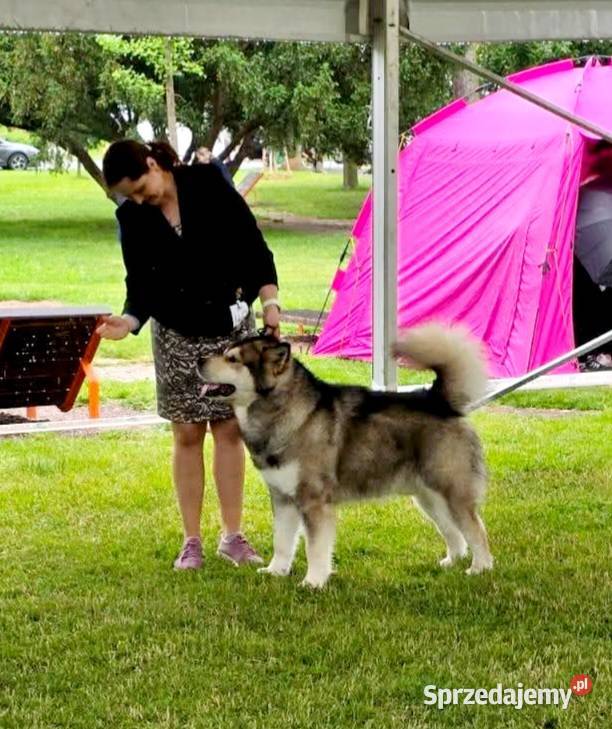 Alaskan Malamute jesień 2026 Arctic Challenge