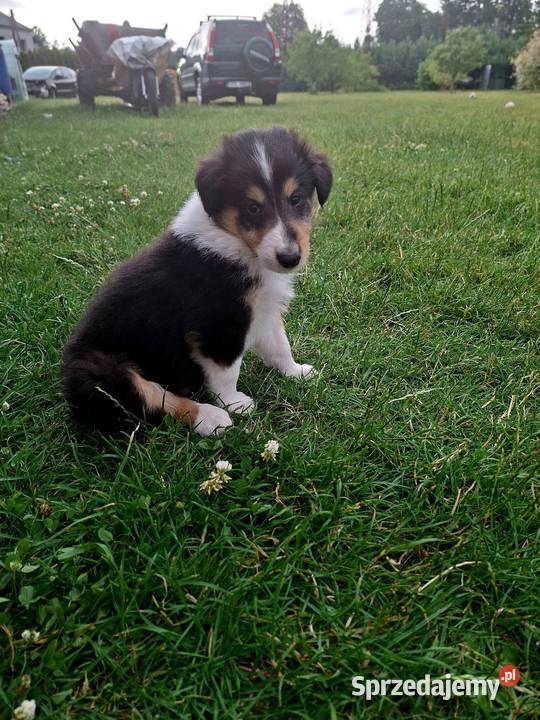 Owczarek Szkocki Collie Szczeniaki piesek Owczarek