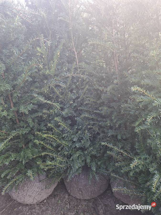 Piękne Cisy Gotowy Żywopłot Baccata