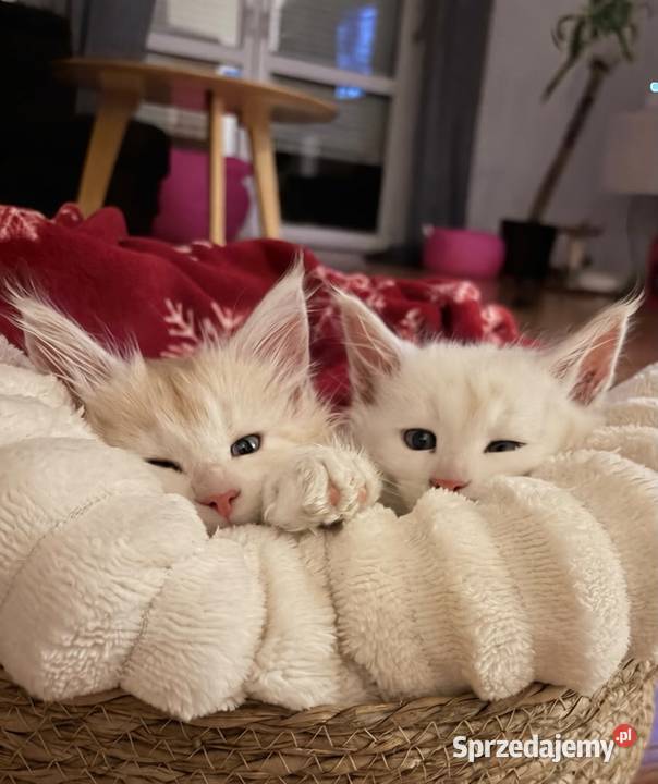 Sprzedam 2 kocurki rasy maine coon Smyczyna sprzedam