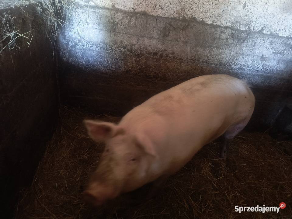 Tucznik około 180 małopolskie Kąśna Górna