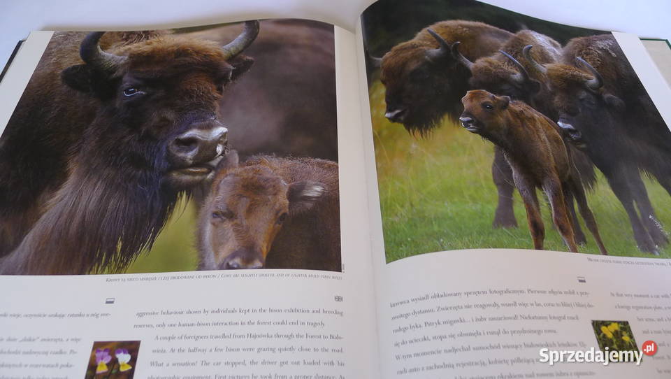SIMONA KOSSAK Park Puszcza Bialowieska RARE mazowieckie