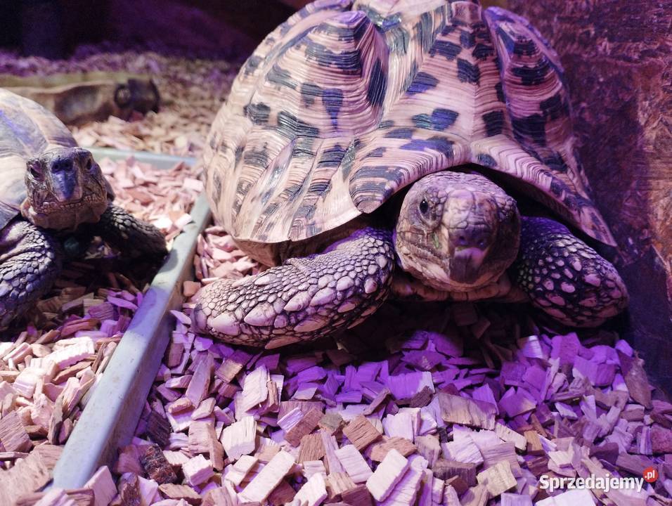 Żółw lamparci Stigmochelys pardalis Mosina