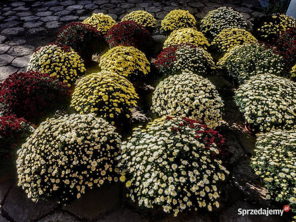 Chryzantemy Drobnokwiatowe śląskie sprzedam