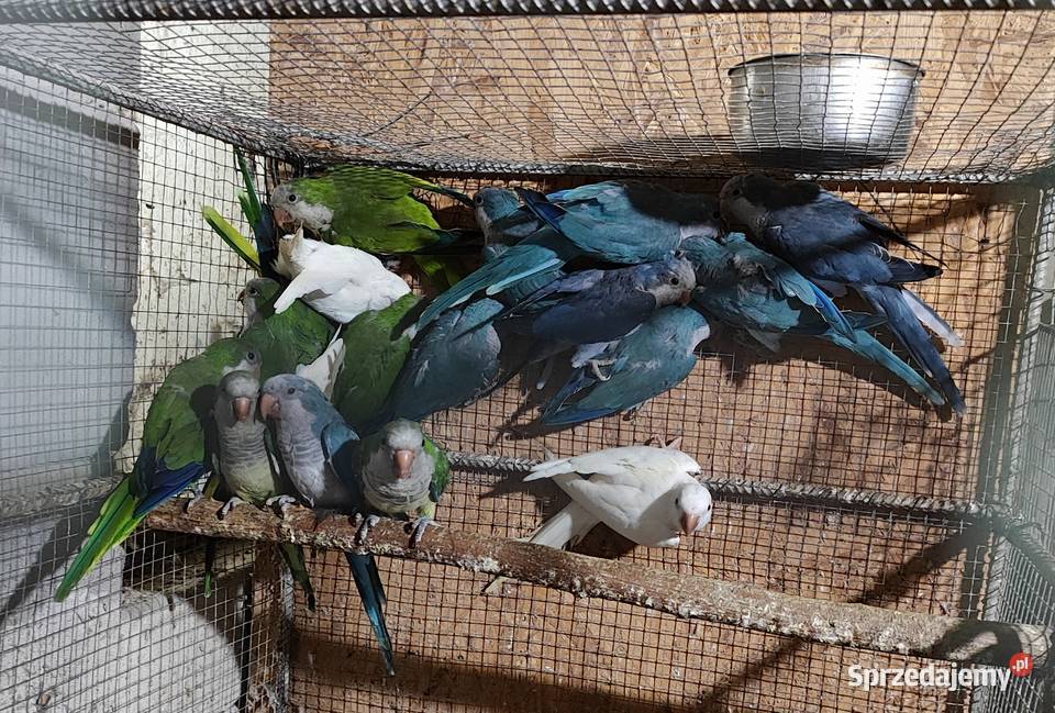 Papugi mnichy nizinne Bochnia