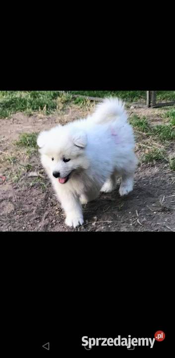 Sprzedam cudownego szczeniaka rasy Samojed 2 Pozostałe Konin