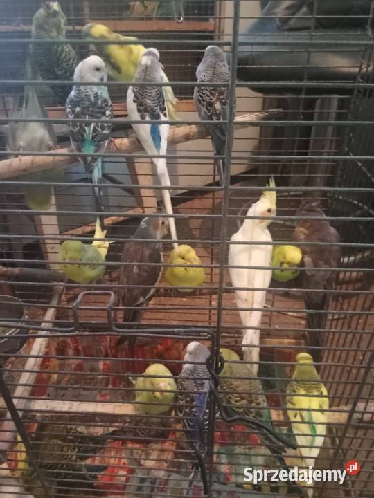 Faliste Wawrzeńczyce