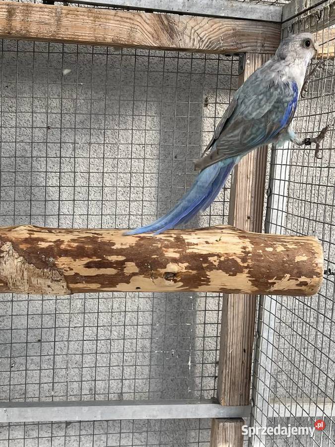 Rozelle białolice śląskie Sośnicowice