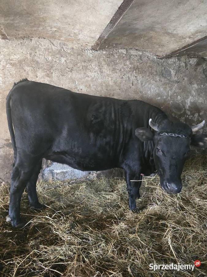 Krowa jałówka cielna Sąspów