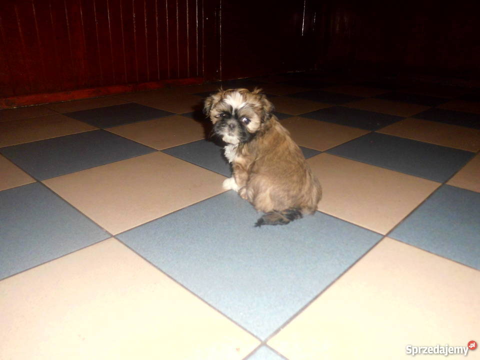 Szczenięta shih tzu