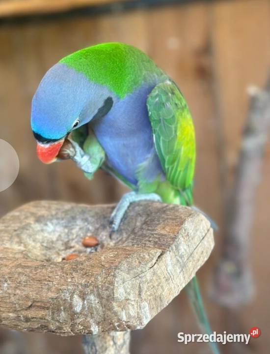 Aleksandretta Chińska para Bystra