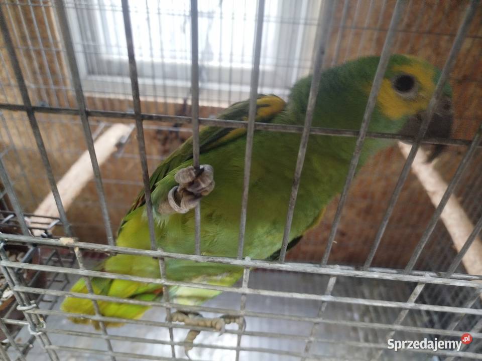 Amazonka Niebieskoczelne Zwierzęta