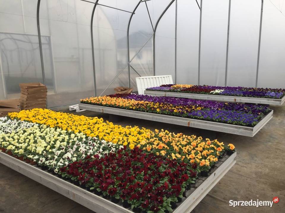 Stoły zalewowe 300x162 Nowy Stół do kwiatów Śmigiel