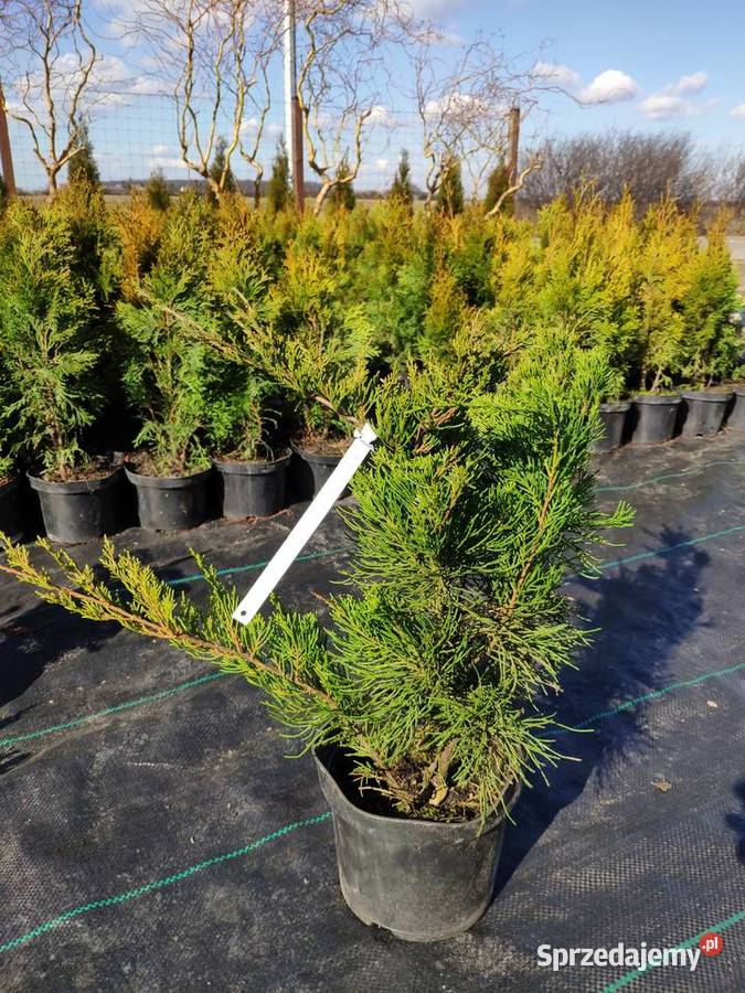TUJA SZMARAGD 2570 PROMOCJA Thuja Smaragd Nowa Jabłona