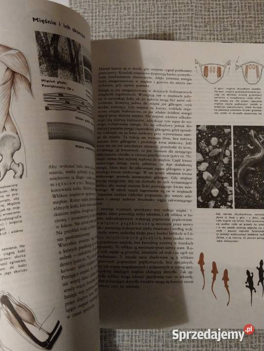 Larousse Ziemia Rośliny Zwierzęta bogato Warszawa