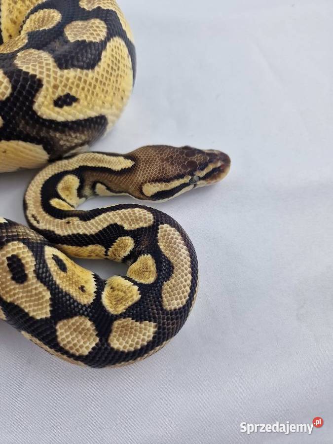 Pyton królewski python regius samica Wrocław sprzedam