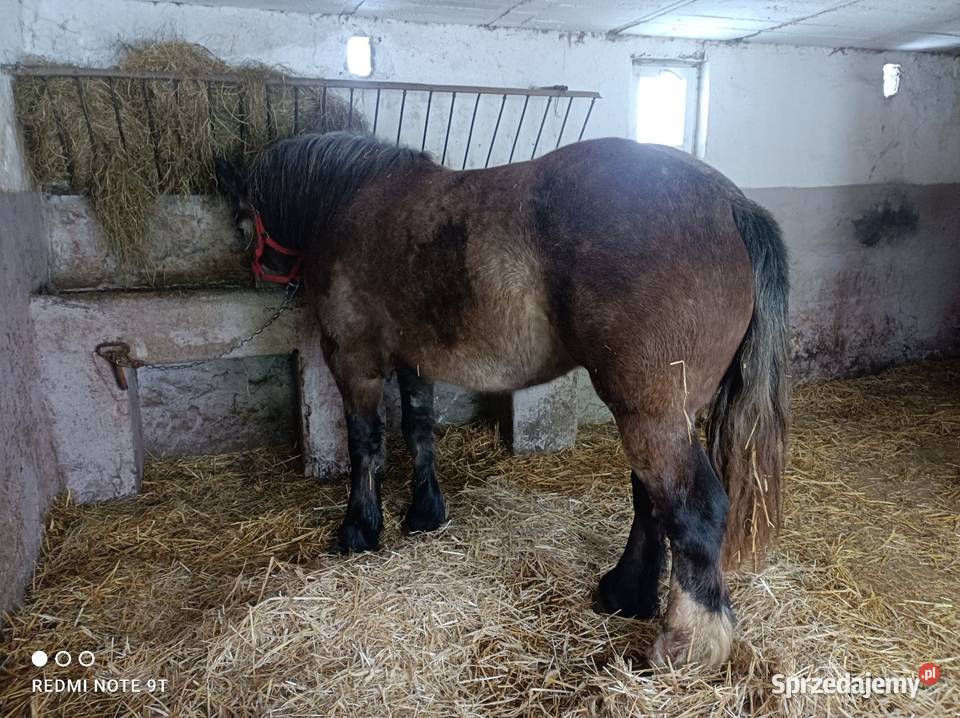 Klacz zimnokrwista Żuromin