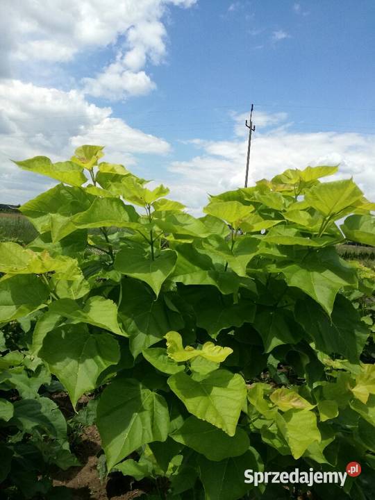 sosna klon wierzba grab jarzębina brzoza katalpa Puławy