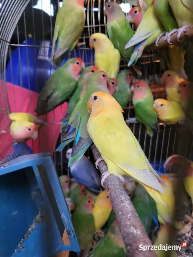 Papugi nierozłączki Ptaki dolnośląskie Wrocław