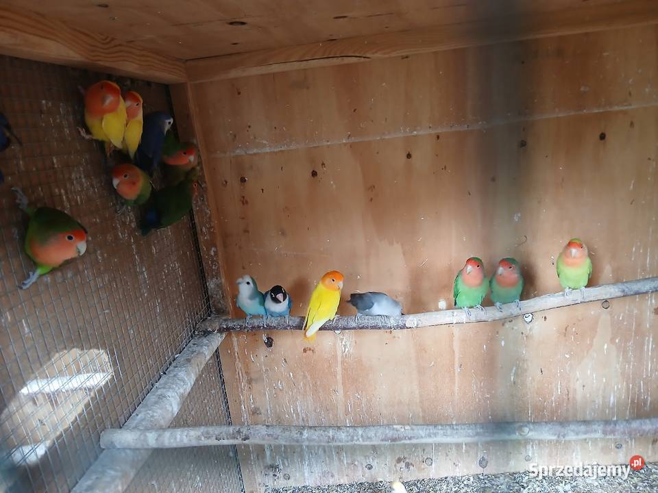 Sprzedam papugi nierozłączki sprzedam