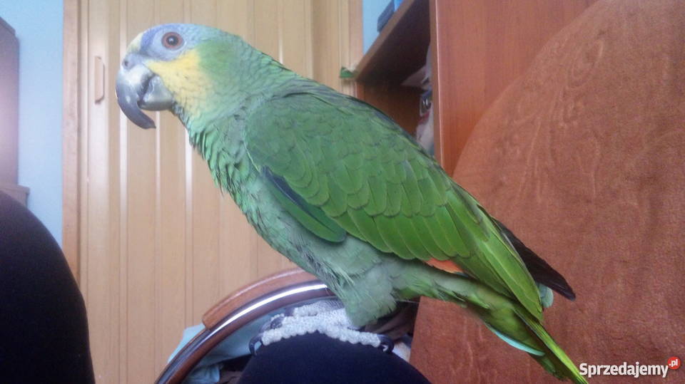 Papuga Amazonka Modrobrewa Rybnik