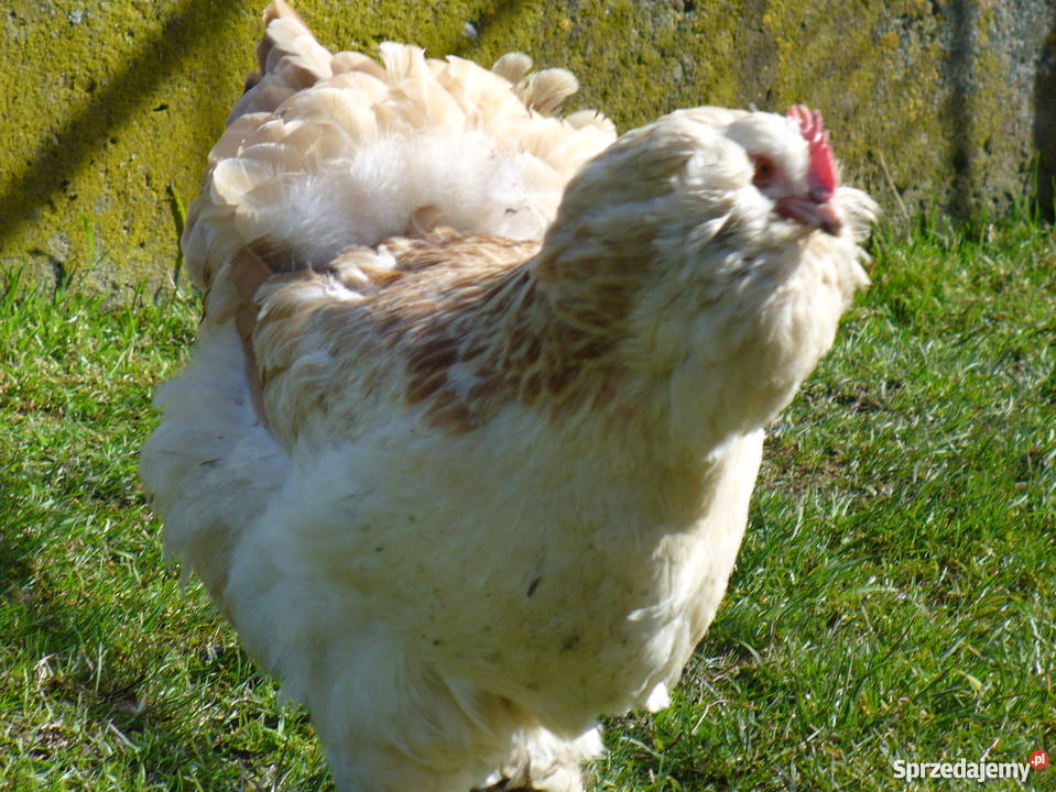 FAWEROLA ŁOSOSIOWA jaja lęgowe Kobylany sprzedam