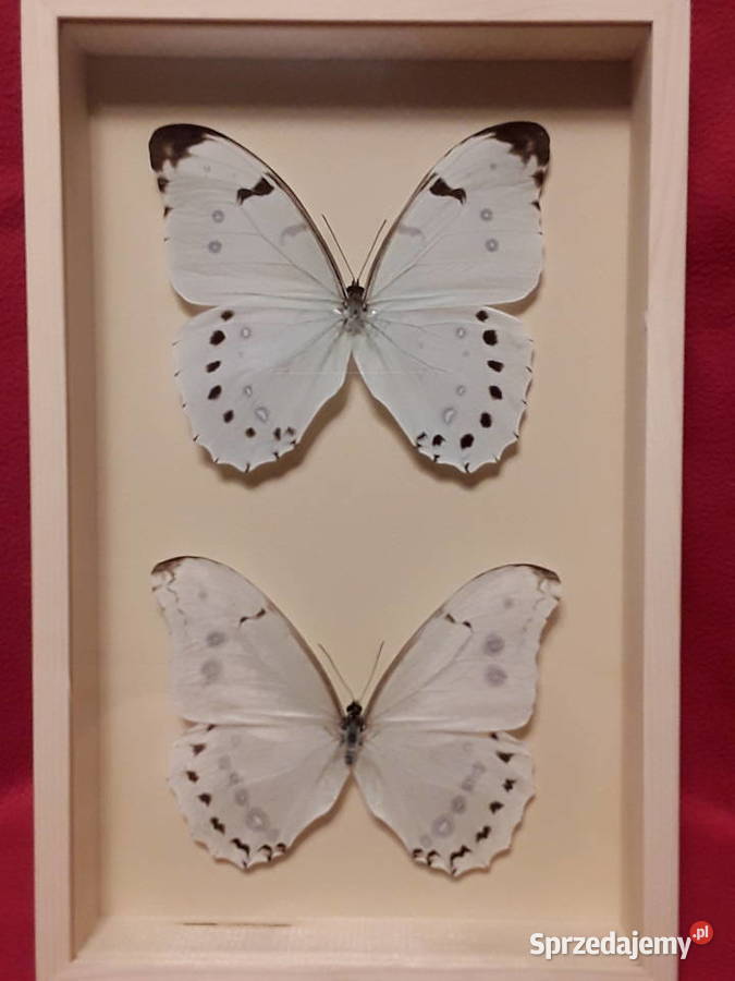 Motyle w ramce Morpho luna i Morpho Polyphemus sprzedam