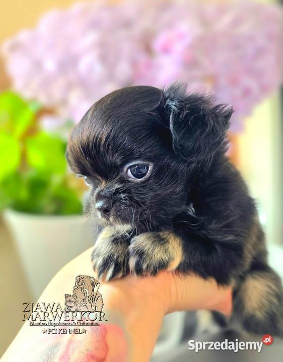 Chihuahua długowłosy Zwierzęta Bydlino