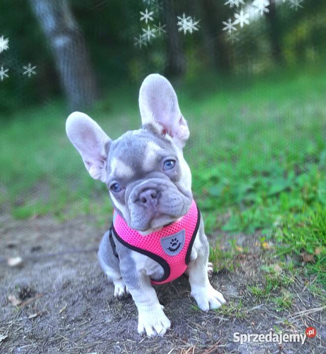 Buldog francuski liliowa suczka Pabianice