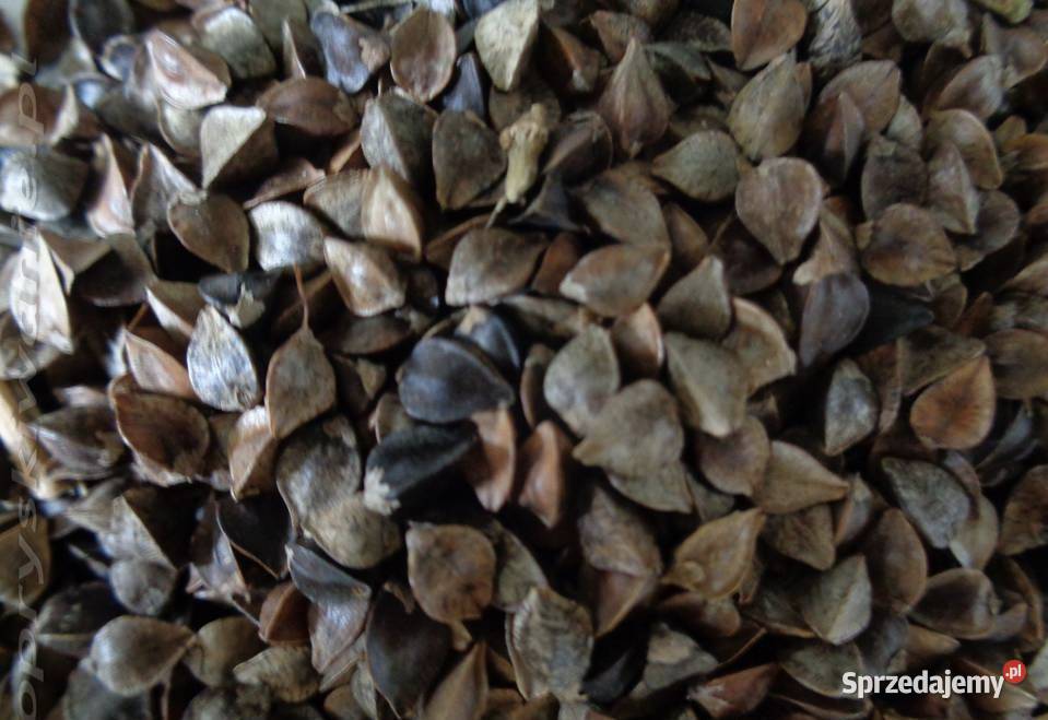 Gryka tatarka Ostałówek sprzedam