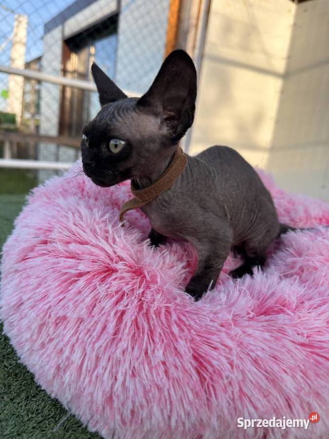 Devon Rex FPL kotka Poznań
