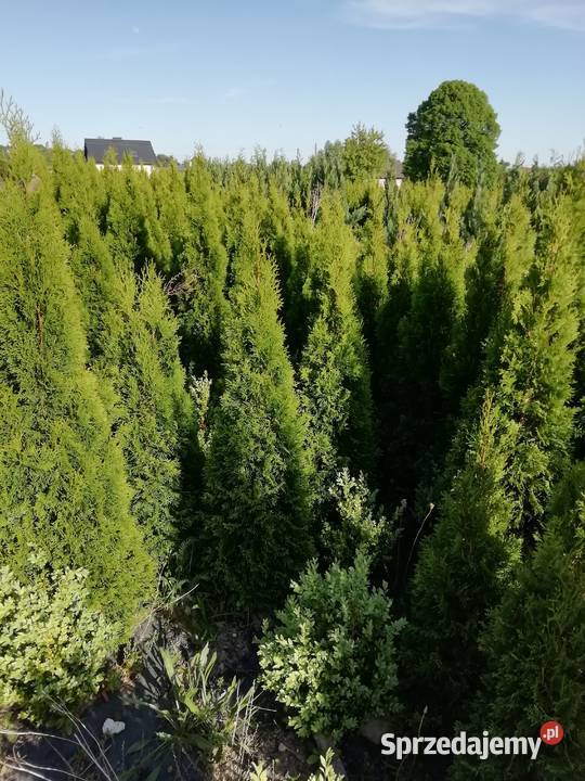 Tuja szmaragd 80 w 15 śląskie