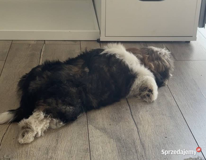 Sprzedam suczkę rasy Shih Tzu 4 miesiące Sanniki