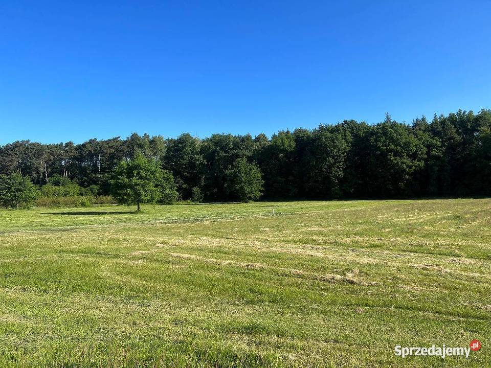 Sprzedam skoszoną trawę prosto z pola