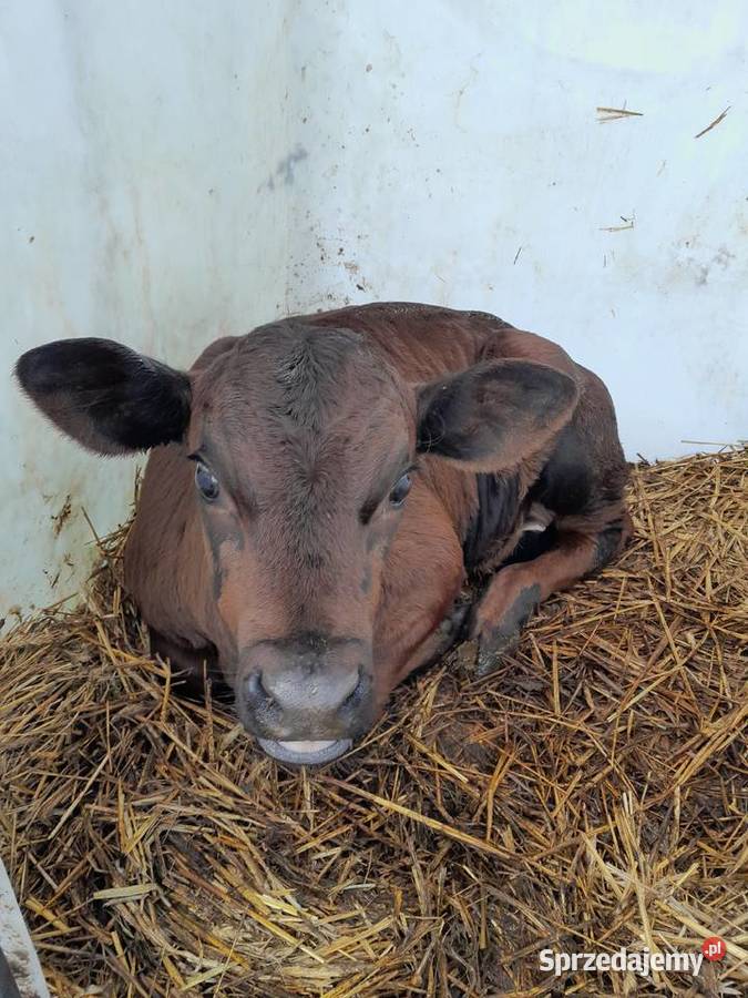 Cielaki mięsne limuseny 3 tygodniowe mazowieckie Kosów Lacki sprzedam