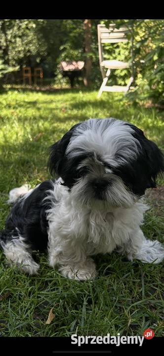 Szczeniaki Shihtzu Wrocław
