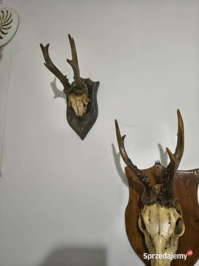 Rogi poroża ozdobne Jarocin sprzedam