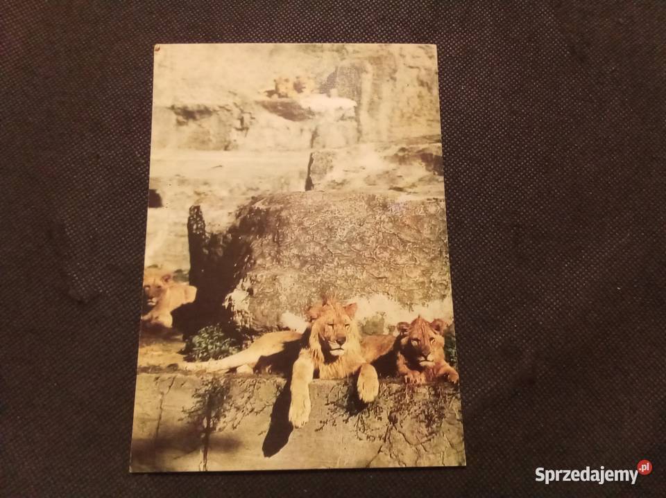 Pocztówka lwy Warszawa zoo miejski ogród