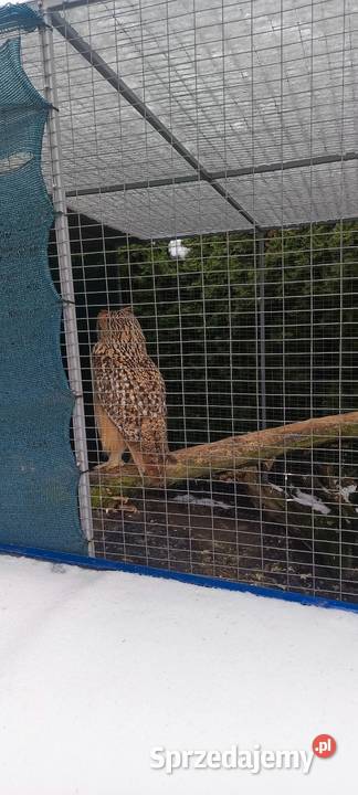 Sowy Sowa Puchacz Bengalski Jastrzębie-Zdrój