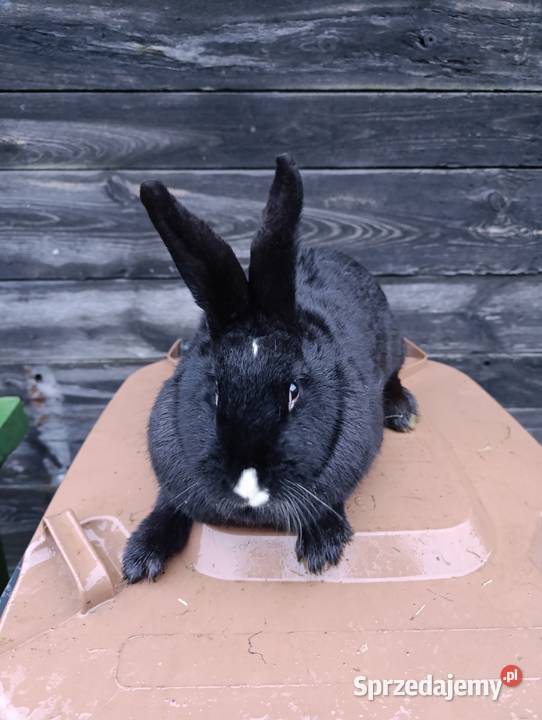 Królik króliki srokacz niebieski wiedeński Gryzonie