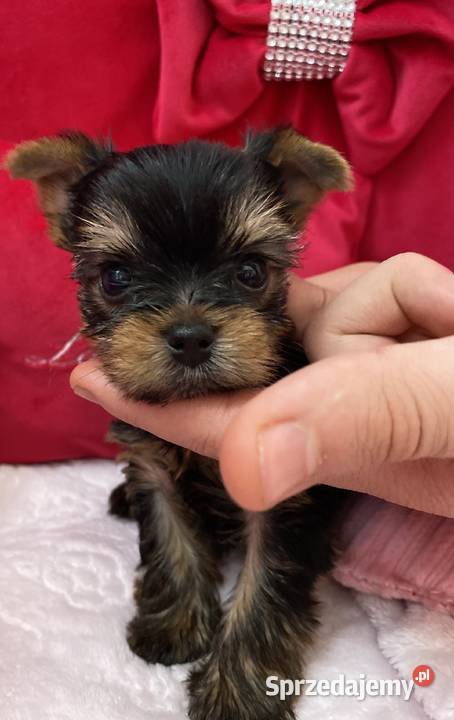 Yorkshire Terrier piesek mazowieckie Warszawa
