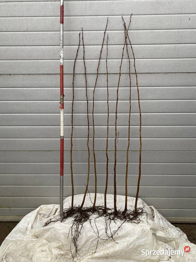 Leszczyna czerwonolistna SYRENA