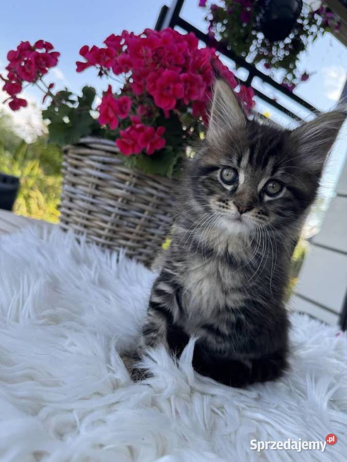 Aria kotka Maine Coon Nowa Wieś Lęborska sprzedam