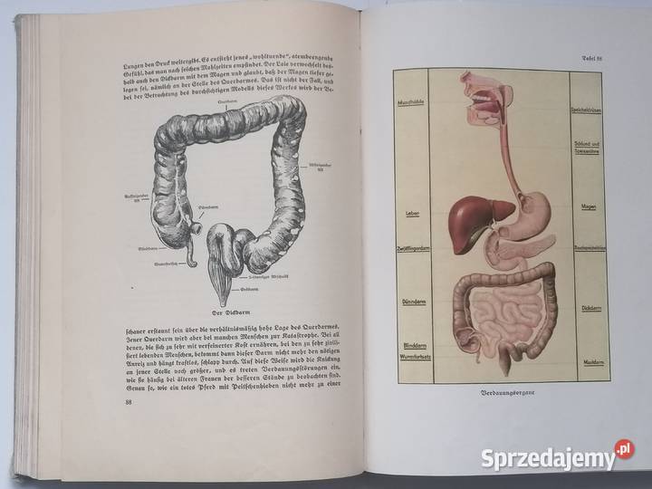książka anatomia ciała 1936r DrHerbert Michael łódzkie Piotrków Trybunalski sprzedam