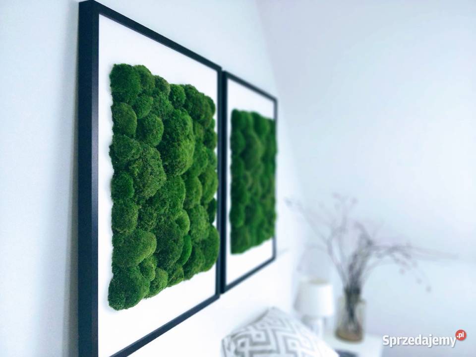 Dwa obrazy z mchem poduszkowym 50x70 w czarnej Dekoracje i ozdoby Kraków sprzedam
