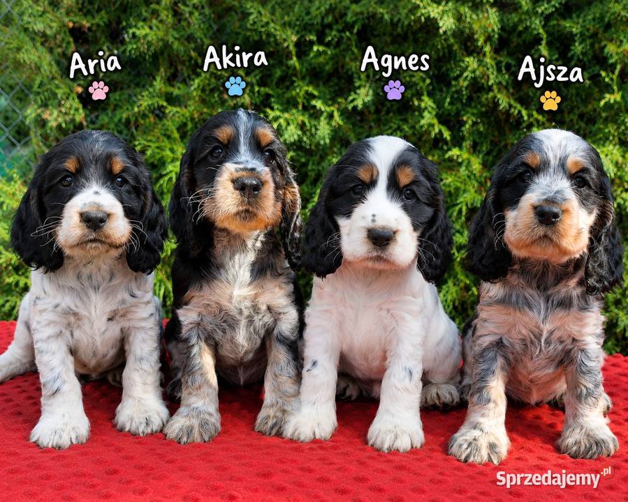 Cocker spaniel angielski Kowal