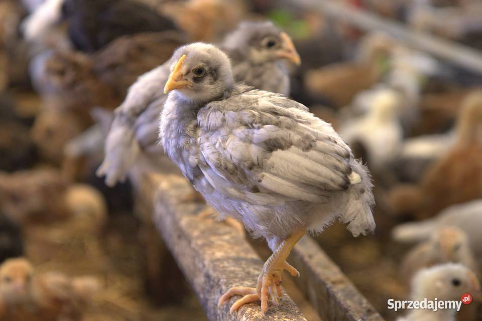 Kury nioski młode min Rosa Greenshell Darkshell Łaziska